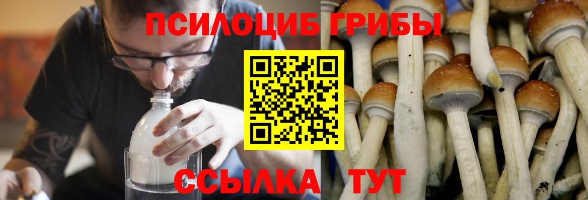 Псилоцибиновые грибы MAGIC MUSHROOMS  Галлюциногенные грибы Magic Shrooms  Асино  Вход с VPN 